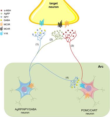 New Implications for the Melanocortin System in Alcohol Drinking Behavior in Adolescents: The Glial Dysfunction Hypothesis